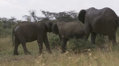 Elephants standing and playing Stock Footage 12655349