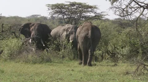Elephants, standing and walking Stock Footage 12658268