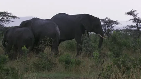 Elephants standing, eating , walking Stock Footage 12656225