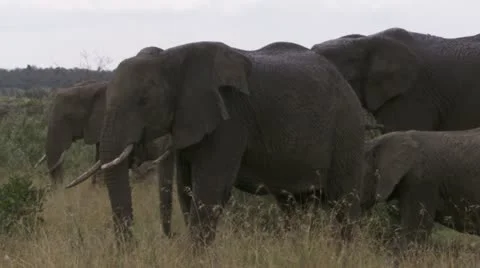 Elephants standing Stock Footage 12655362