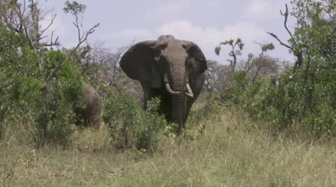 Elephants standing in grass Stock Footage 12654907