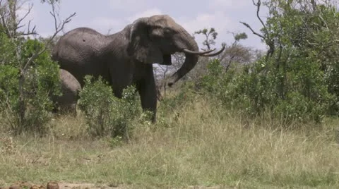 Elephants standing in grass Video stock 12657812