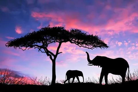 Elephants standing under tree at sunrise on the Massai Mara Stock Illustration
