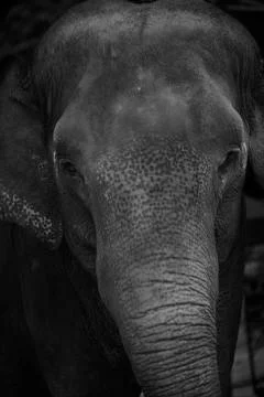 The elephants stare  Stock Photos