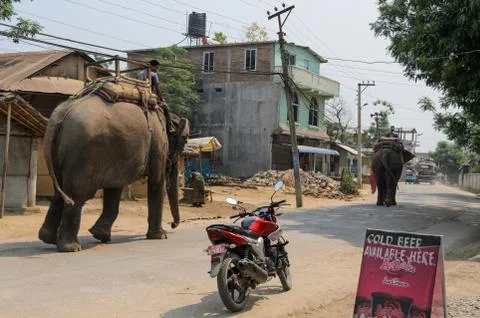 Elephants on street Stock Photos