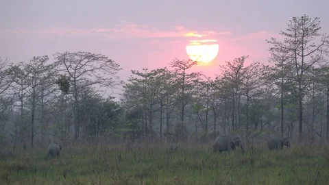 Elephants with sunset background 01 Stockbeeldmateriaal 105791692