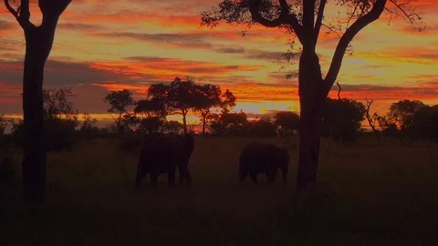 Elephants Sunset Stock Footage 97857243