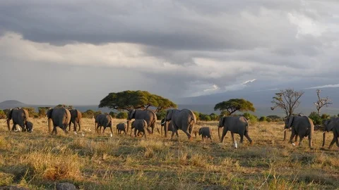 Elephants at sunset Stock Footage 108351730