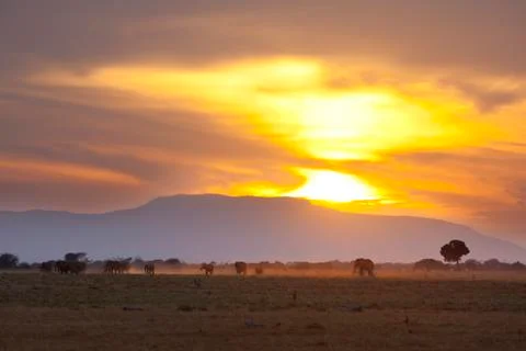 Elephants At Sunset Stock Photos