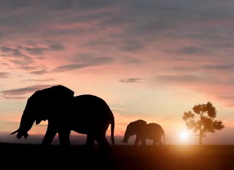 Elephants in sunset Stock Photos