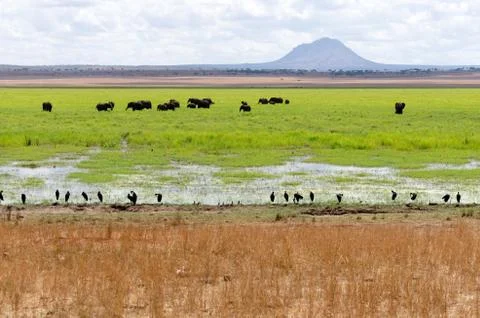 Elephants in swamp 스톡 사진