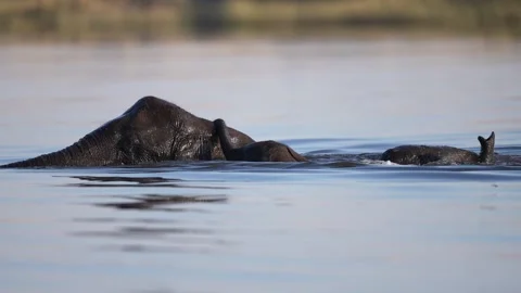 Elephants Swimming River Stock-Footage 285975966