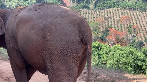 Elephant's tail and butt Stock Footage 247077392