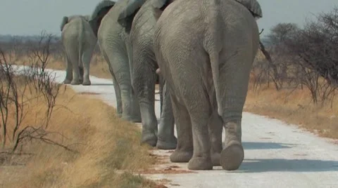 Elephants tailgating Stock Footage 926046