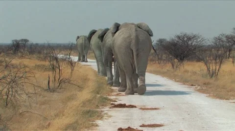 Elephants tailgating Stock Footage 926379