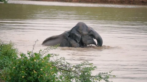 Elephants take a bath in Kwae-noi river. Kanchanaburi, Thailand 스톡 동영상 57023933