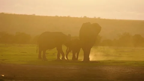 Elephants Taking A Dust Bath During Sunset Stock Footage 305124534