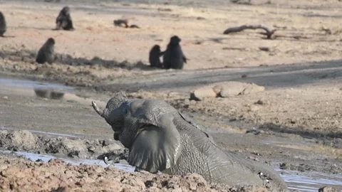 Elephants taking a mud bath Stock Footage 278514295