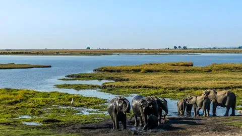Elephants taking a mud bath okavango delta botswana Stockfoto's