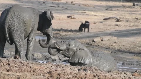 Elephants taking a mud bath in a waterhole Stock Footage 278516450