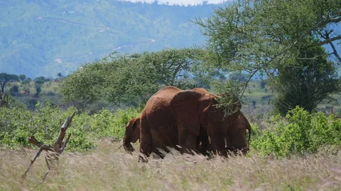 Elephants in tall grass Stock Footage 88558745
