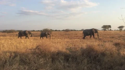 Elephants in Tanzania Video stock 236830231