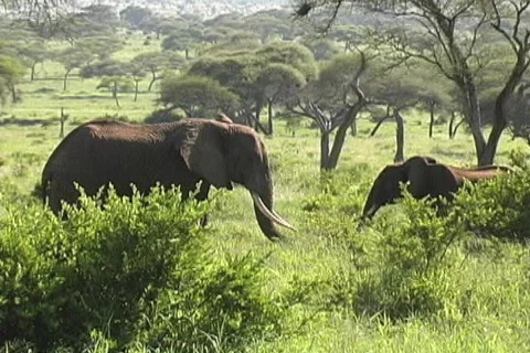 Elephants Tarangire Stock Footage 126010