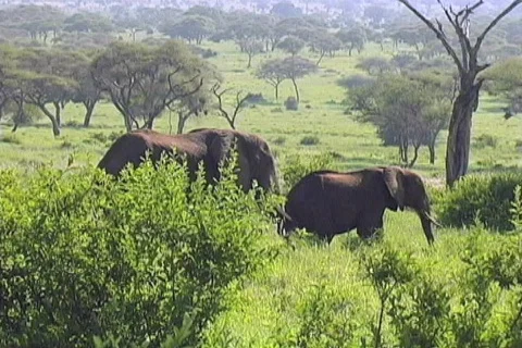 Elephants Tarangire Video stock 126013