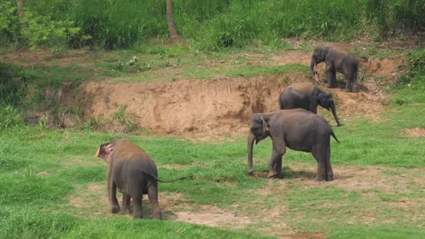 Elephants throwing dirt on their backs in natural habitat Stock Footage 310553035