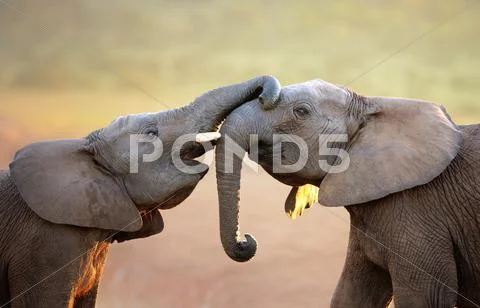 Elephants touching each other gently (greeting) Stock Photos