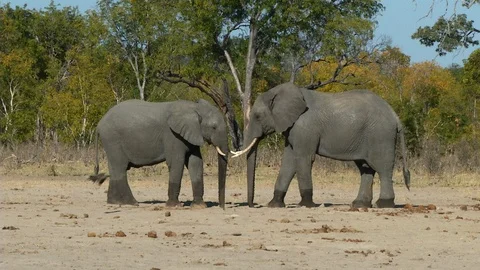 Elephants Touching Heads and Trunks together [HD] Stock-Footage 123274359
