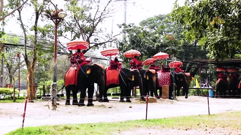 Elephants for tourists Stock-Footage 165653129