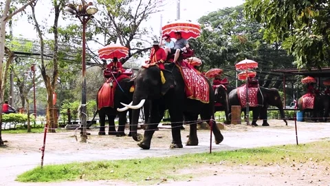 Elephants for tourists Stock-Footage 165653149