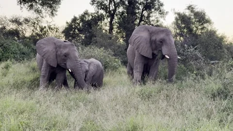 Elephants by the trees Stock Footage 334572209