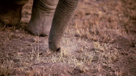 Elephant's trunk and feet while it searches the ground for grass to eat Stockbeeldmateriaal 44818240