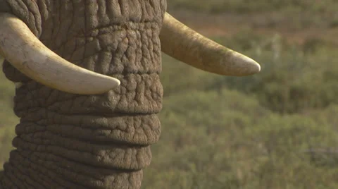 Elephant's trunk Video stock 34452673