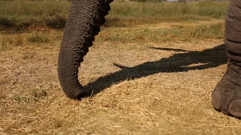 Elephant's trunk on ground Video stock 92039625