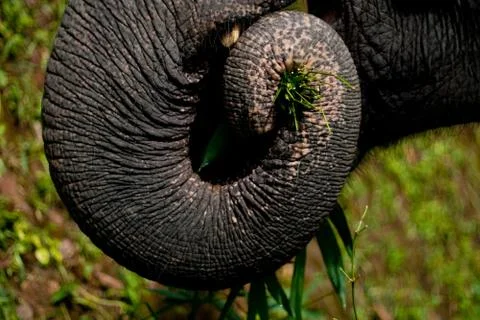 Elephant's trunk Fotos Stock