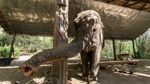 Elephants trunk Up Stock Photos