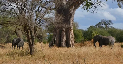 Elephants Under Baobab Tree Stock Footage 60384791