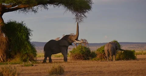 Elephants under tree Stock Footage 60384179