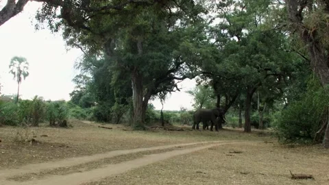 Elephants under trees Vídeos de archivo 236920623