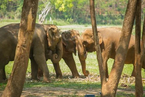 Elephants under trees Stock Photos