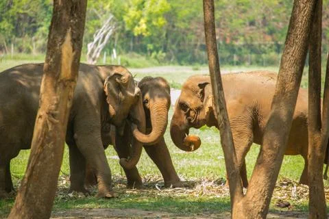 Elephants under trees Stock Photos