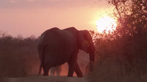 Elephants walk down Sunset Path - Slow Motion  Stock Footage 55648973