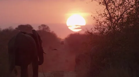 Elephants walk down Sunset Path - Slow Motion Stock Footage 55649254