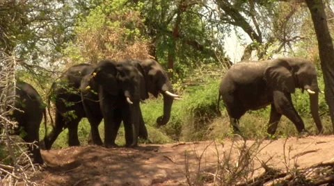 Elephants Walk 스톡 동영상 47454190