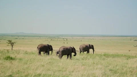 Elephants walk through tall grass under clear sky Video stock 307718186