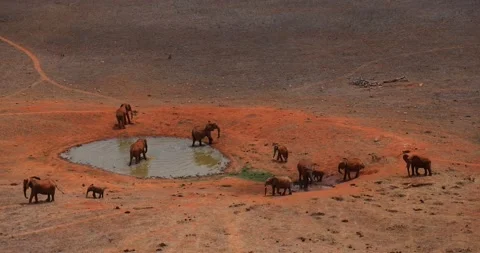 Elephants walk in the tsavo reserve Stock Footage 237468441