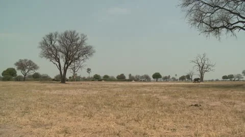 Elephants Walking 1 스톡 동영상 10591694